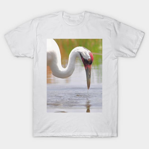 Whooping Crane In Water T-Shirt by DesignMore21